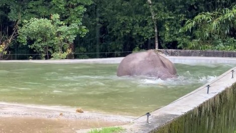 živalski vrt ZOO Ljubljana slon slonica azijski slon Ganga