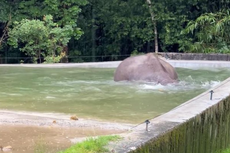 To je posnetek iz ZOO Ljubljana, ki vas je v letu 2024 najbolj navdušil (foto: ZOO Ljubljana/Facebook/posnetek zaslona)