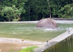 To je posnetek iz ZOO Ljubljana, ki vas je v letu 2024 najbolj navdušil