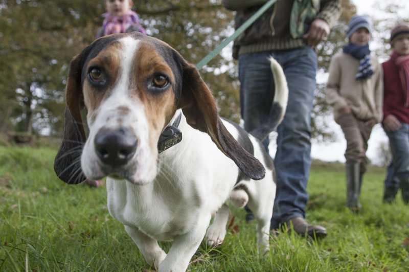 Priznani veterinarji predlagali 5 novoletnih zaobljub za naše ljubljenčke (foto: Profimedia)