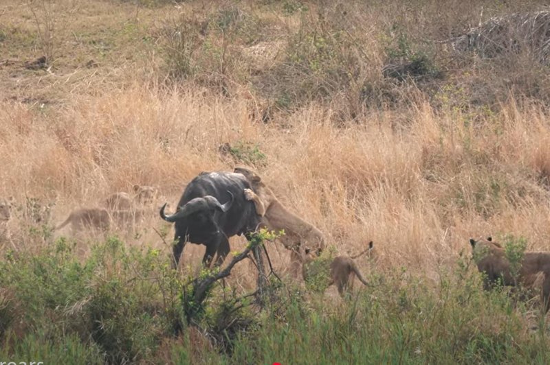 Skupina turistov na safariju naletela na nepozabno, a grozljivo izkušnjo (foto: Profimedia)