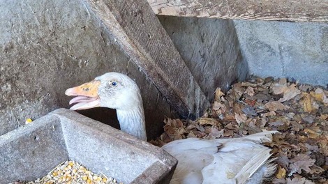 živali goska Zavod Muri zavetišče