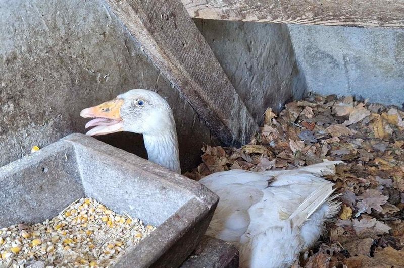 Kdo je goska Anika, ki je pri ljudeh prebudila srčnost? (foto: Zavod Muri / Facebook)