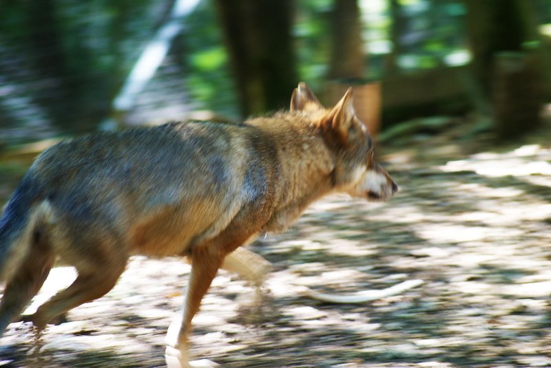 živali Pohorje volk volkovi lovec