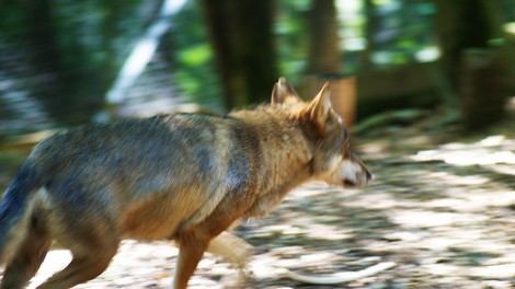 živali Pohorje volk volkovi lovec