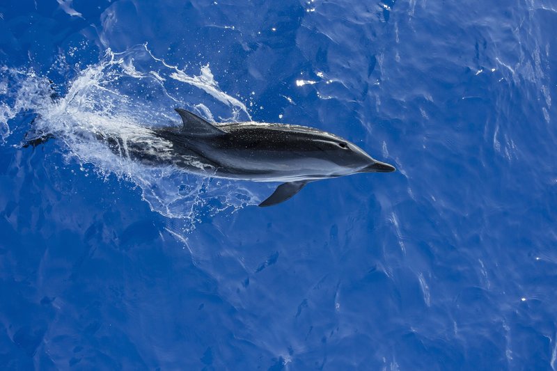 živali morje delfin reševanje progasti delfin