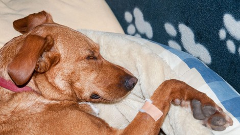 živali Istra steklina lažna steklina bolezen