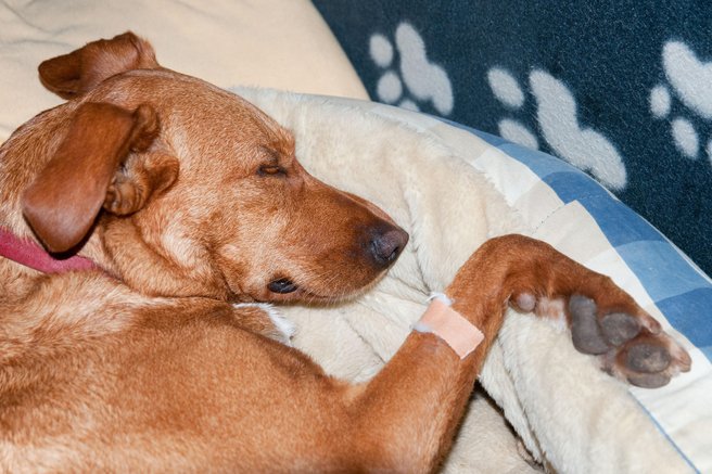 živali Istra steklina lažna steklina bolezen