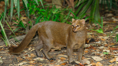 jaguarundi