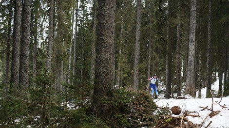 biatlon pokljuka narava gozd divji petelin