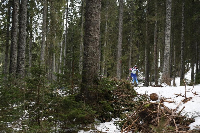 Narava proti biatlonu na Pokljuki: zaradi redkega dogajanja v gozdu manj gledalcev in številne druge omejitve (foto: Profimedia)