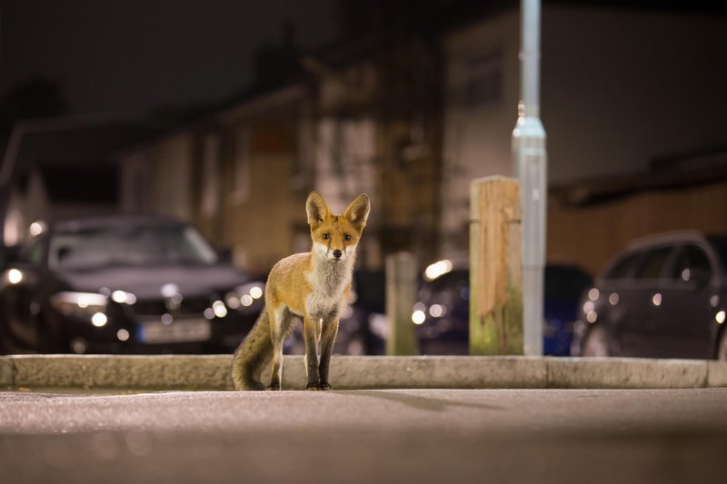 lisica mesto urbanizem