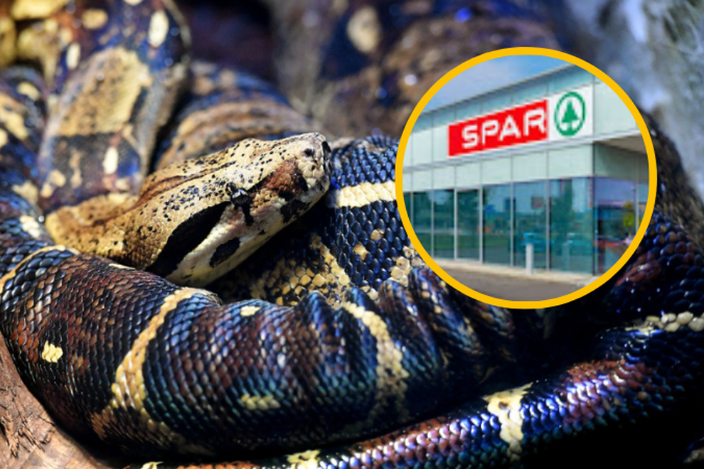 kača Spar