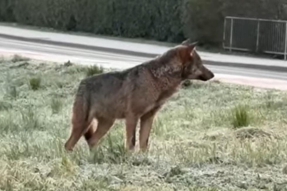 Strah v slovenskih mestih: volkovi se sprehajajo med hišami in opazujejo prebivalce (VIDEO) (foto: Facebook/Doginvert/posnetek zaslona)