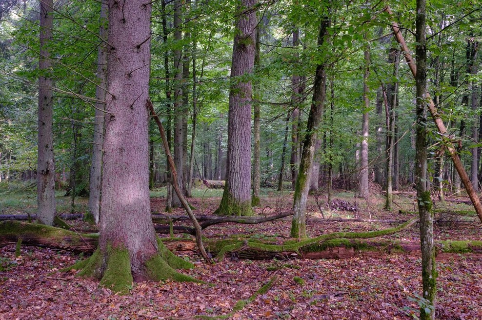 Kakšna sreča! Gozdar pred dnevi opazil risa, zdaj pa je v gozdu posnel še ... (VIDEO) (foto: Profimedia)