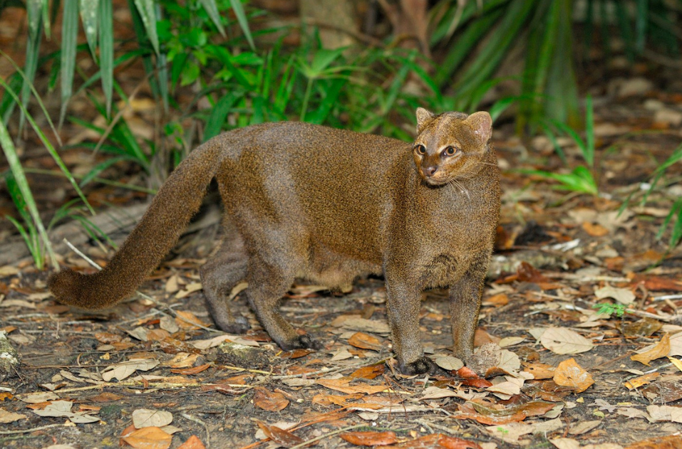 jaguarundi